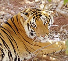 weekend/ranthambore.jpg